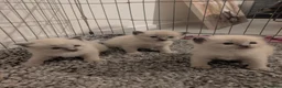 Ragdoll cats for sale: ✨🐾 STUNNING BLUE POINT RAGDOLL KITTENS – £600 🐾✨ - Advert 8