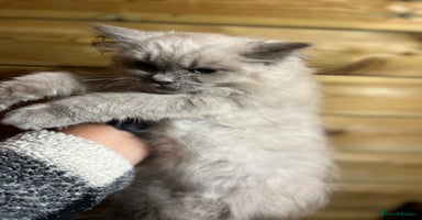 Ragdoll cats - Advert 5