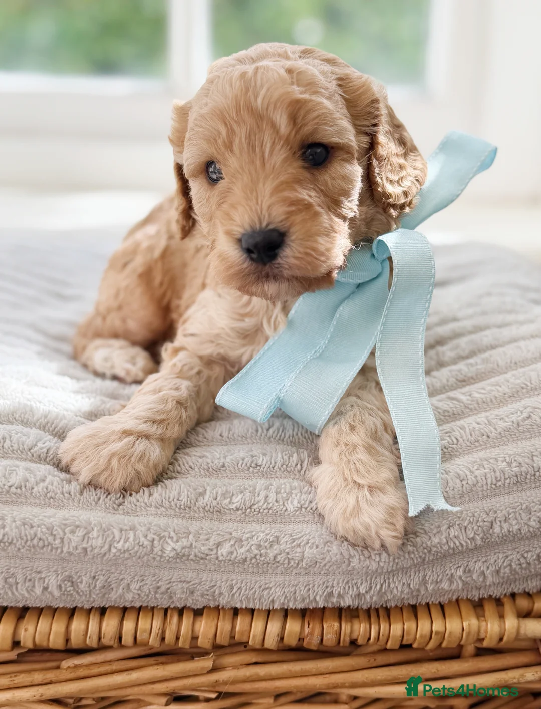 Cavapoo dogs for sale: Health tested Cavapoo puppies.  - Advert 28