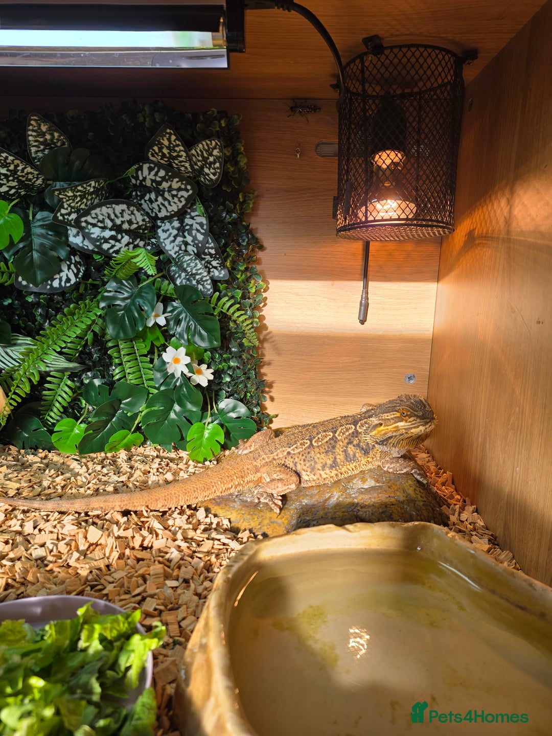 Bearded Dragon reptiles for sale: Male Bearded dragon and enclosure. - Image 2