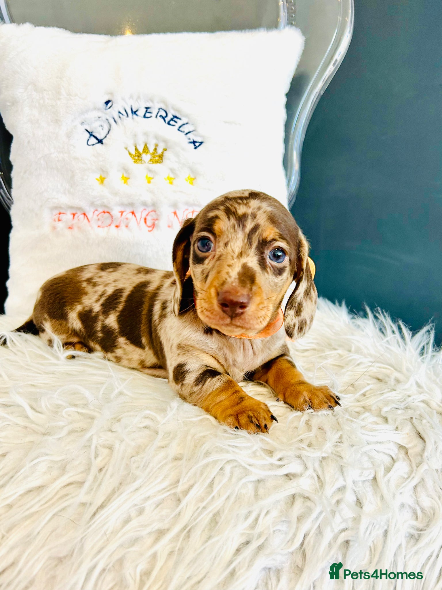 Miniature Dachshund dogs True Miniatures 5 star Breeder ⭐️⭐️⭐️⭐️⭐️ - Advert 4