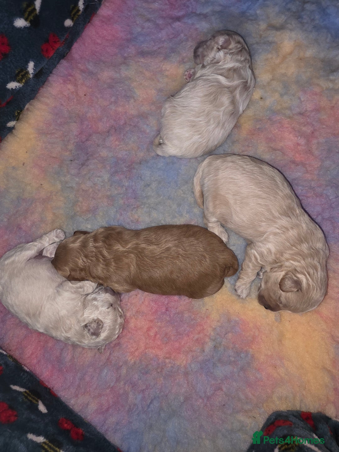 Maltipoo dogs for sale: 🐾 Beautiful Maltipoo Puppies  - Advert 11