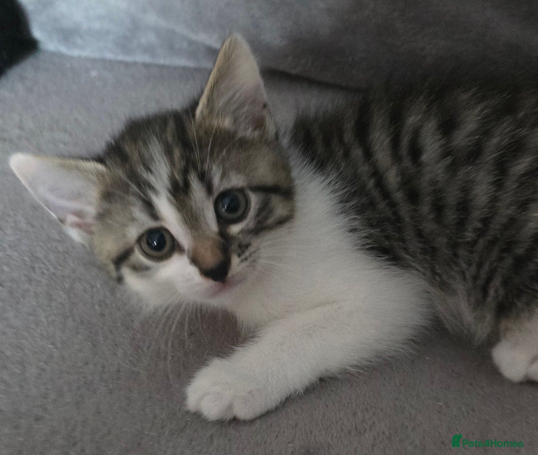 Mixed Breed cats for sale: Four Kittens for Sale - Advert 4