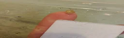 Snails invertebrates for sale: Precious little snails for sale  - Advert 4