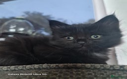 Mixed Breed cats for sale: 4 kittens looking for forever homes  - Image 8