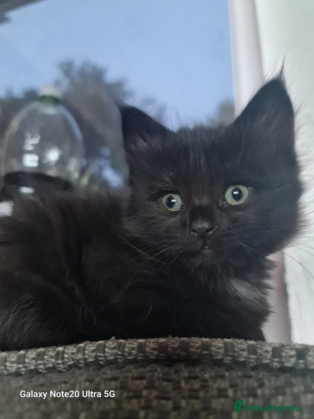 Mixed Breed cats for sale: 4 kittens looking for forever homes  - Image 8