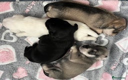 Miniature Schnauzer dogs for sale: KC Beautiful miniature Schnauzers  - Image 6