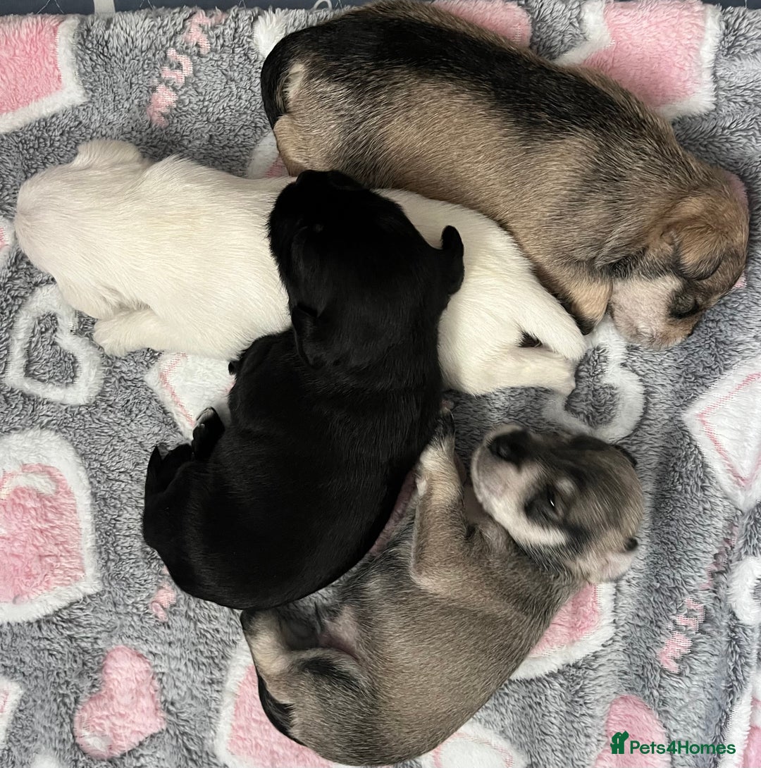 Miniature Schnauzer dogs for sale: KC Beautiful miniature Schnauzers  - Image 6