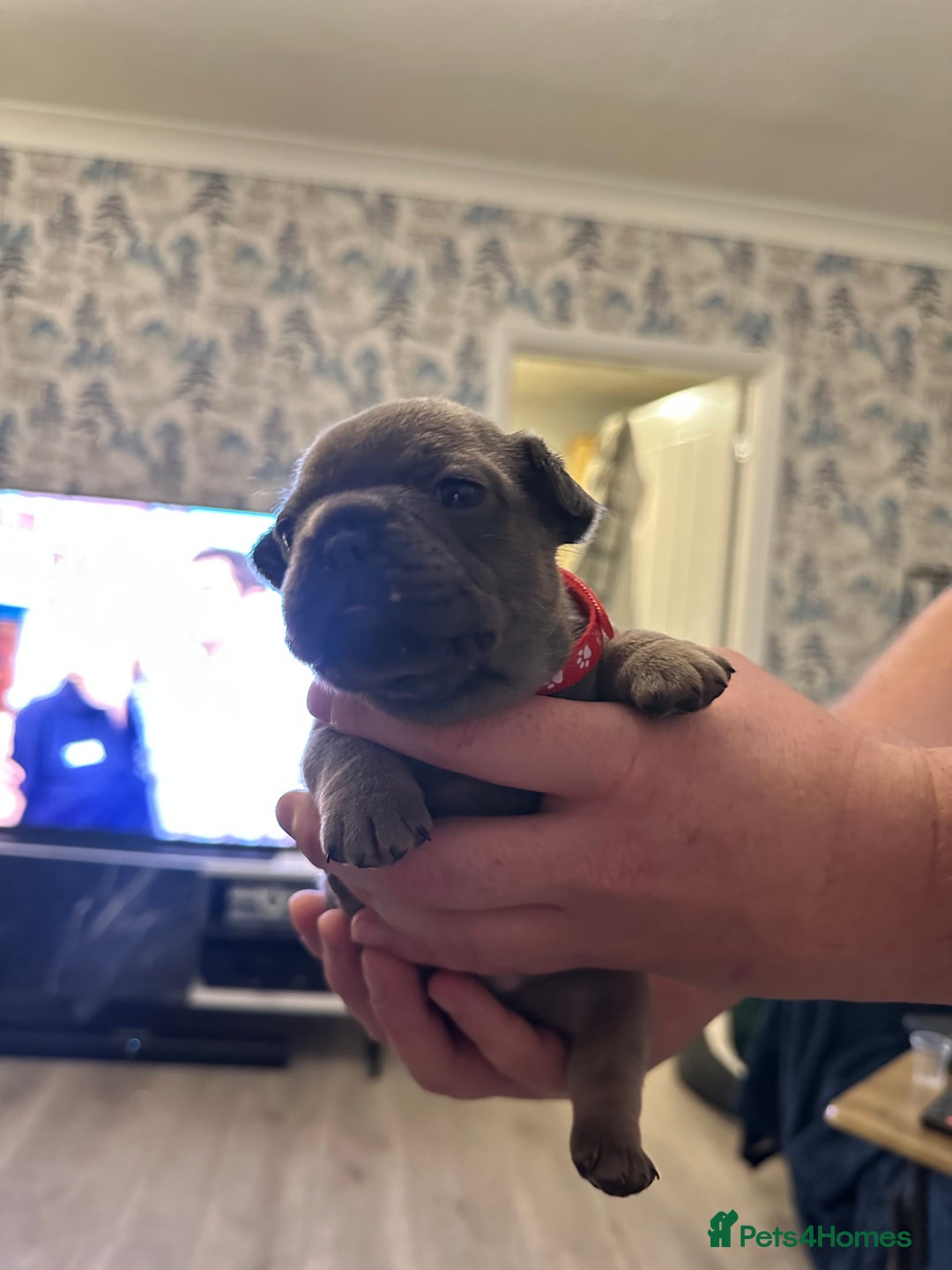 French Bulldog dogs for sale: 5 Beautiful French Bulldog Puppies - Advert 27