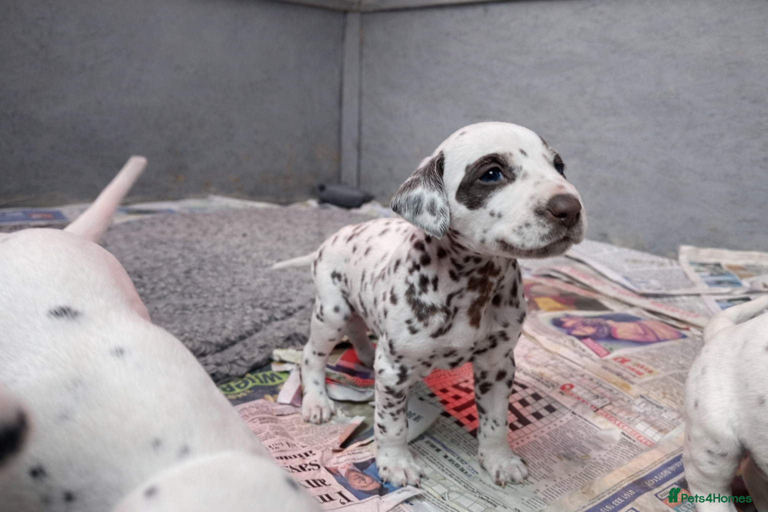 Dalmatian dogs KC Reg Dalmatian Puppies Black & Liver - Advert 1