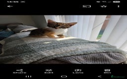 Mixed Breed cats for sale: Kittens  - Image 7