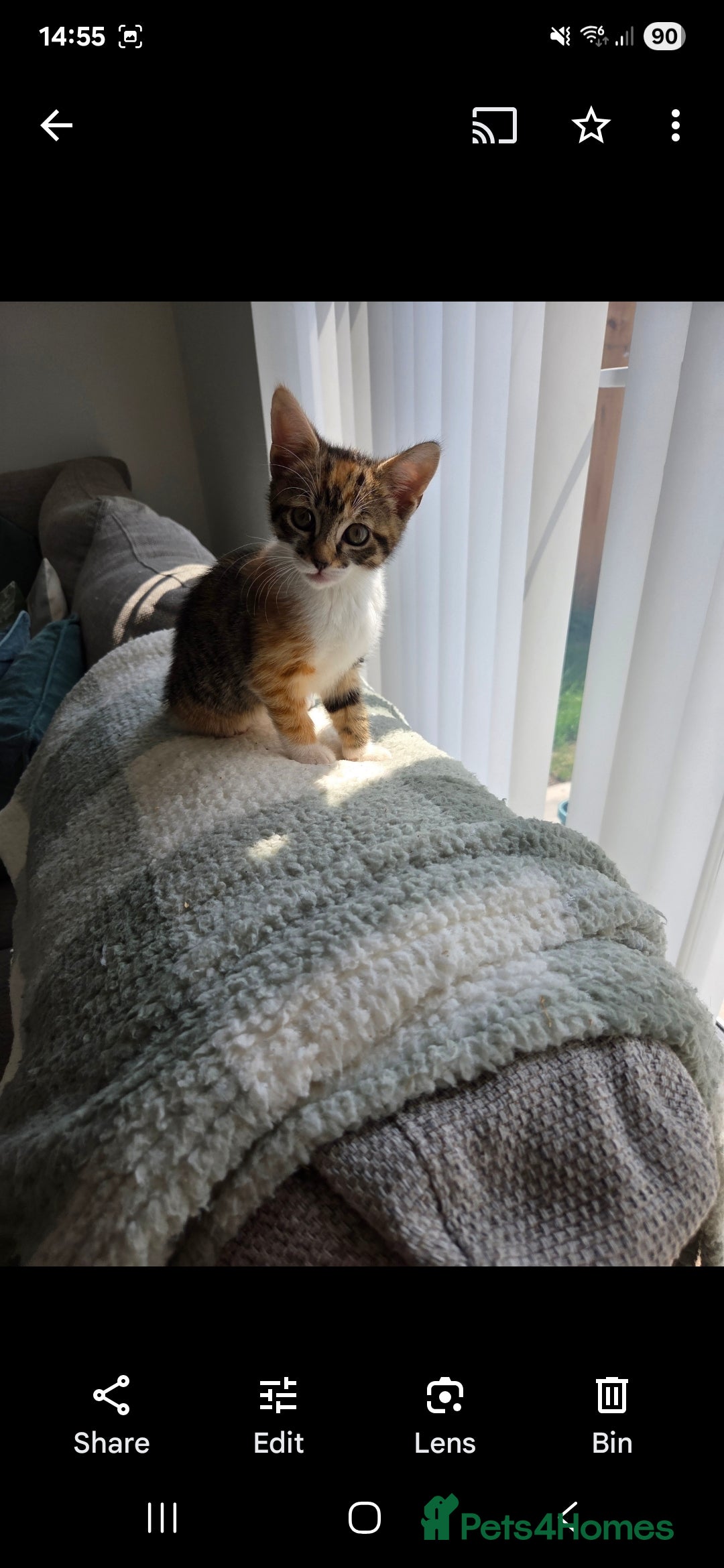Mixed Breed cats for sale: Kittens  - Image 7