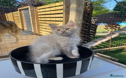 Maine Coon cats for sale: Cream Boys Available for forever homes  in Rushden - Image 5