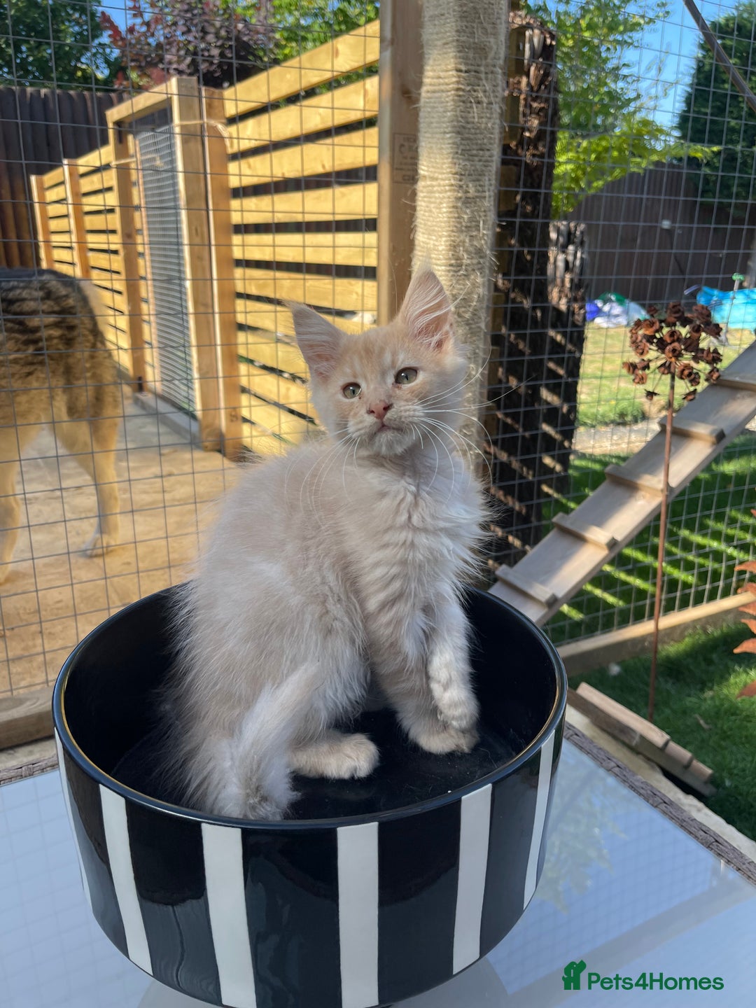 Maine Coon cats for sale: Cream Boys Available for forever homes  in Rushden - Image 5