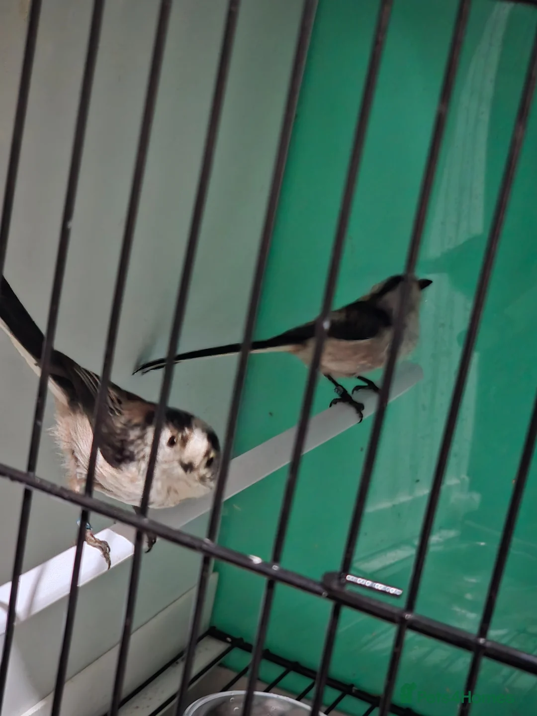 Softbills birds for sale: Long tail tits - Advert 2