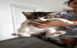 European cats for sale: kittens - Image 1