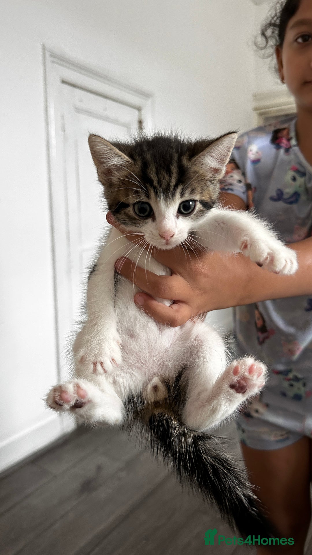 European cats for sale: kittens - Image 1
