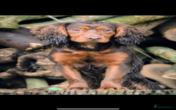 Cocker Spaniel dogs for sale: KC Working Cocker Spaniel Puppy for Sale - Image 5