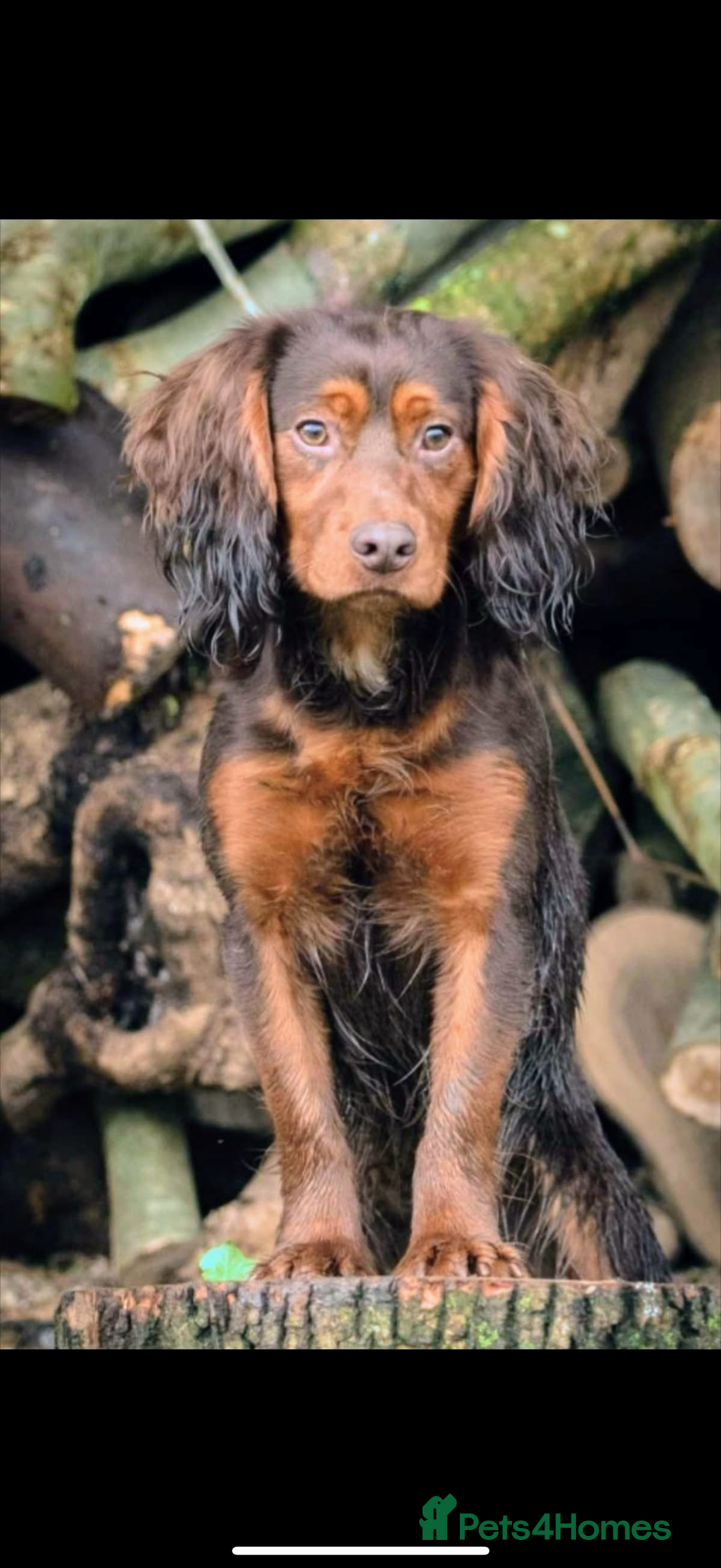 Cocker Spaniel dogs for sale: KC Working Cocker Spaniel Puppy for Sale - Image 5