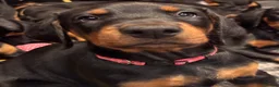 Dobermann dogs for sale: KC reg Dobie Pups | Two girls available - Advert 22