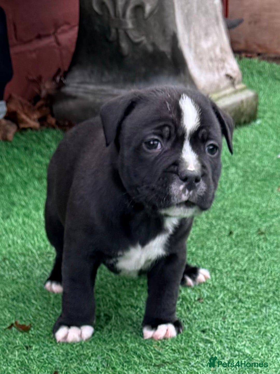 Staffordshire Bull Terrier dogs for sale: Staffie puppies  - Advert 4