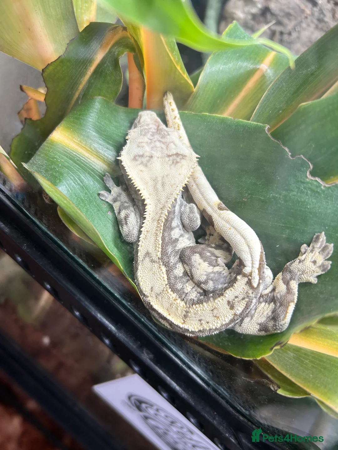 Gecko reptiles for sale: Male cream harlequin crested gecko an setup - Advert 5