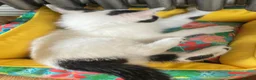 Turkish Van cats for sale: Gorgeous Turkish Van Kittens in Potters Bar - Advert 11