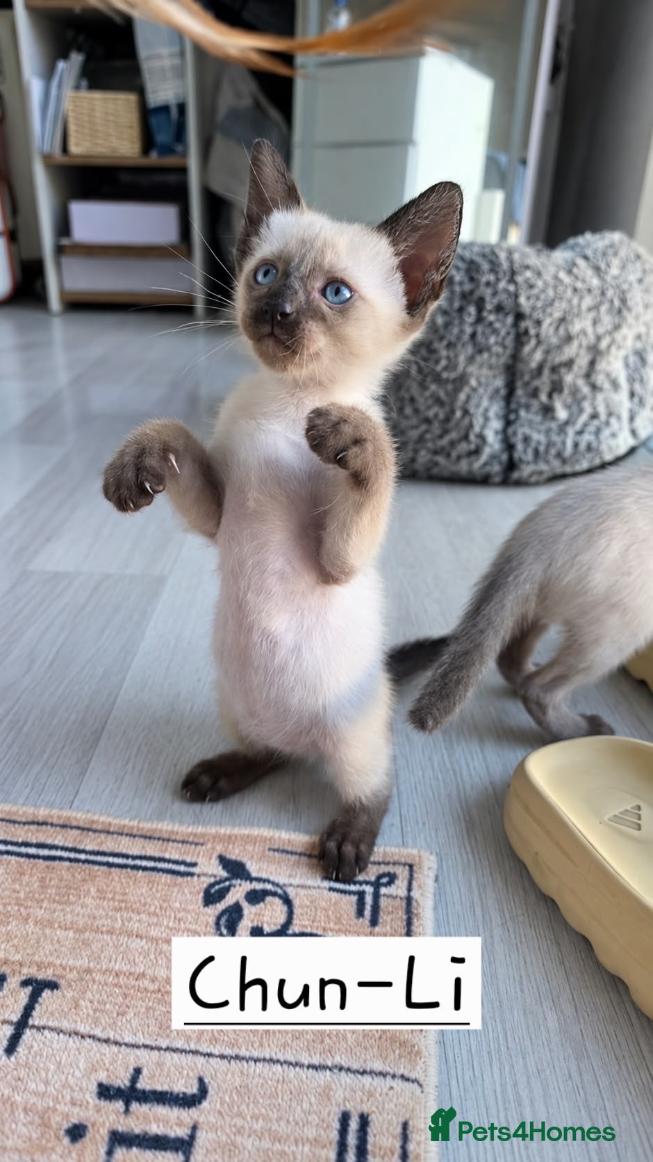 Siamese cats 4 Beautiful Siamese Kittens for sale ⭐️⭐️⭐️⭐️⭐️ - Advert 2