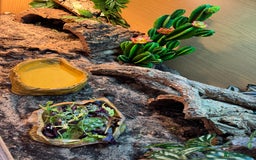 Bearded Dragon reptiles for sale: Bearded Dragon with full set up  - Image 7