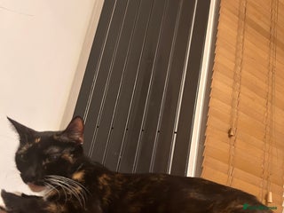 Mixed Breed cats Black and White Kitten - Advert 2