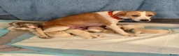 Beagle dogs for sale: Beagle Puppies in Watchet - Advert 2