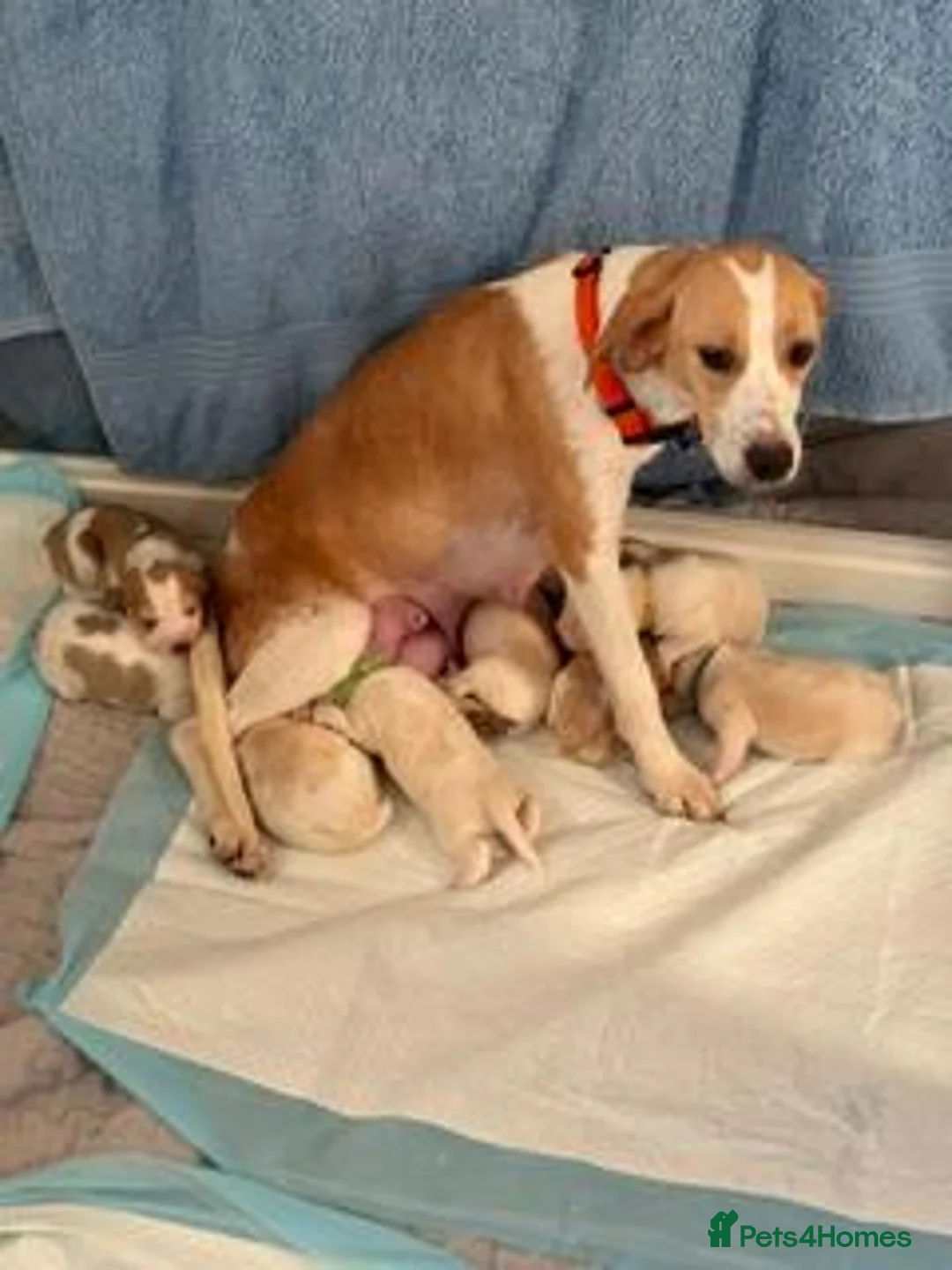 Beagle dogs for sale: Beagle Puppies in Watchet - Advert 2