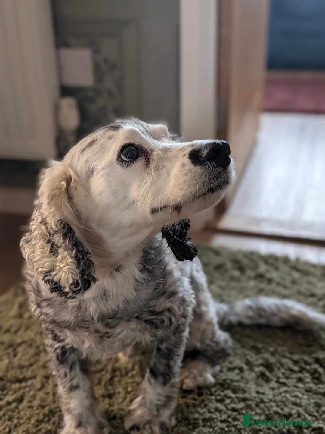 Cocker Spaniel dogs for sale: Cocker Spaniel Cross For Rehoming  in Stowmarket - Advert 6