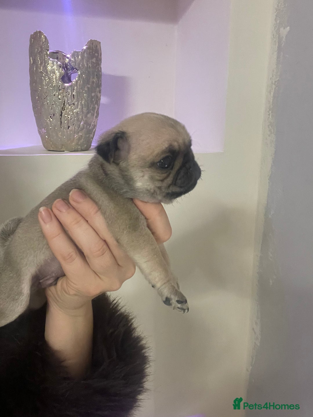 Pug dogs for sale: Beautiful pugs  - Advert 4