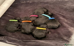 Mixed Breed dogs for sale: Sprockerpoo puppies.. Available from 11/10 - Image 4