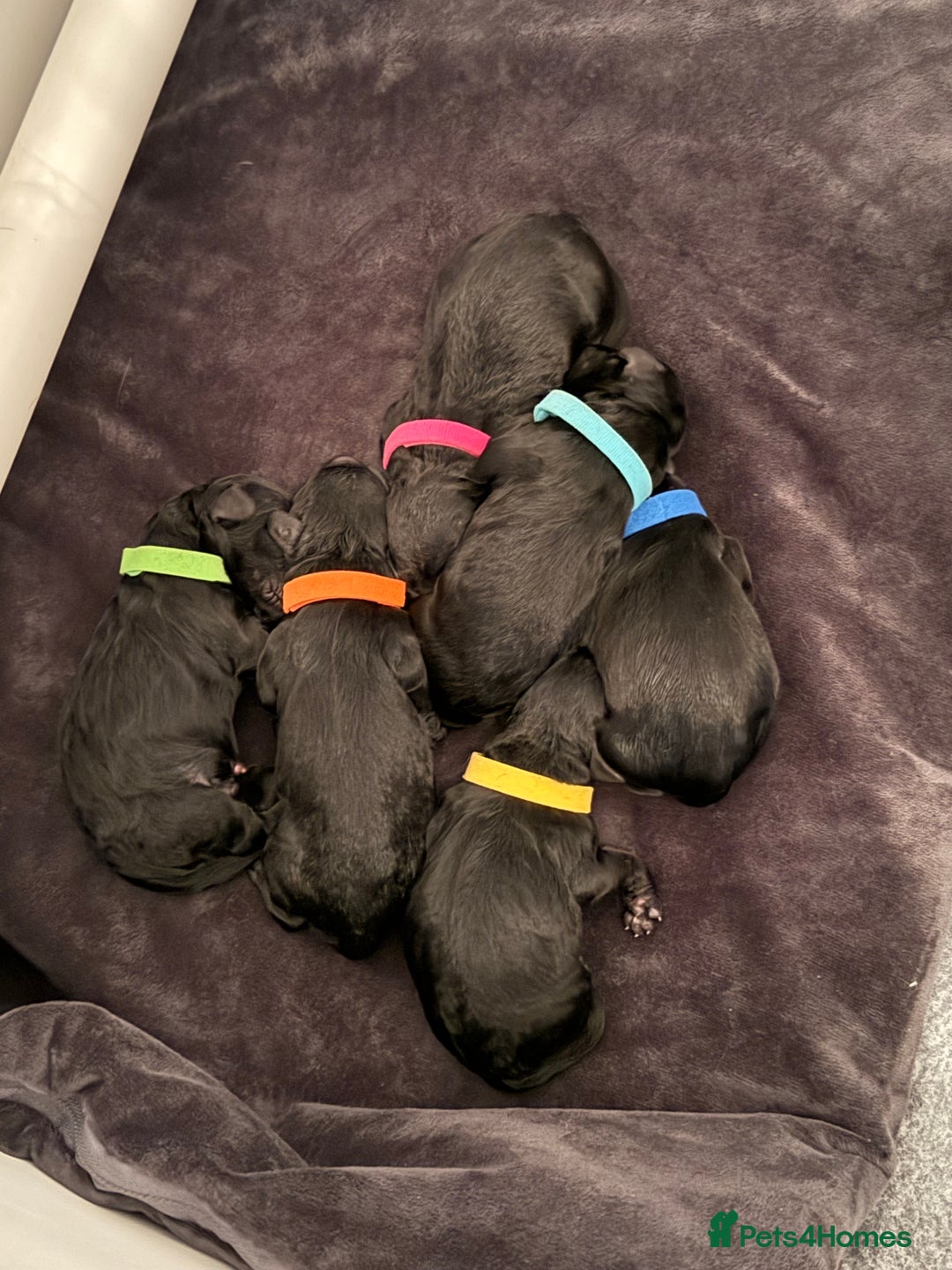 Mixed Breed dogs for sale: Sprockerpoo puppies.. Available from 11/10 - Image 4