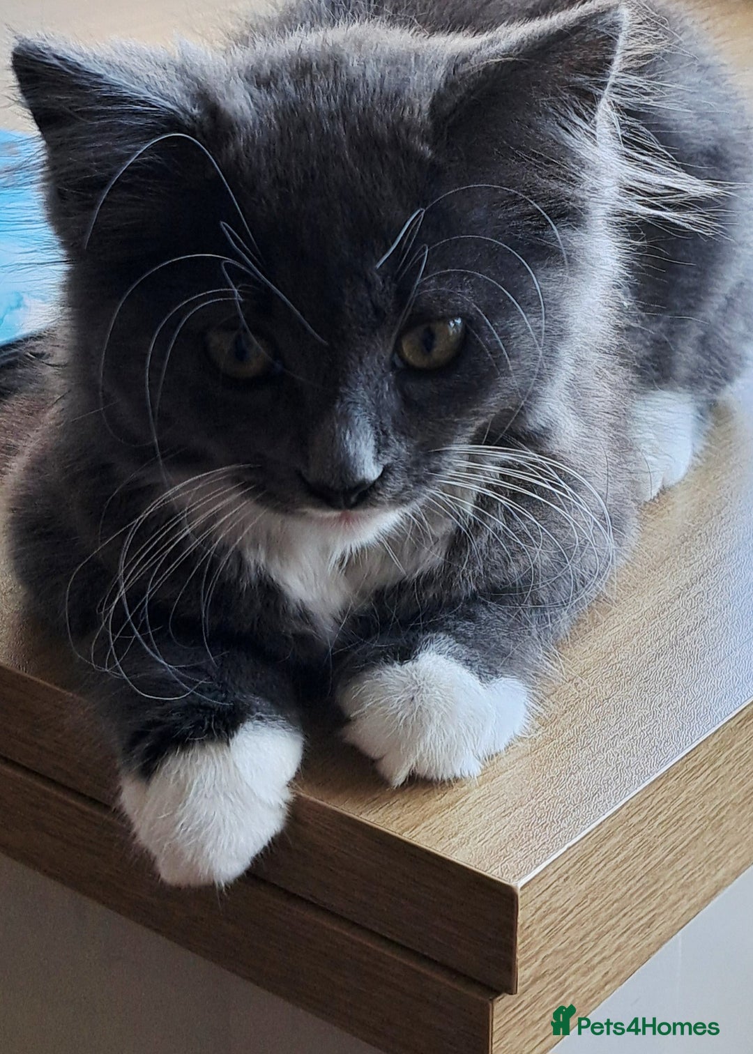 Russian Blue cats for sale: Adorable Russian Blue X Chantilly Tiffany Kittens! - Image 18