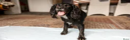 Cocker Spaniel dogs for sale: Unfortunately re homing due to health condition - Advert 15