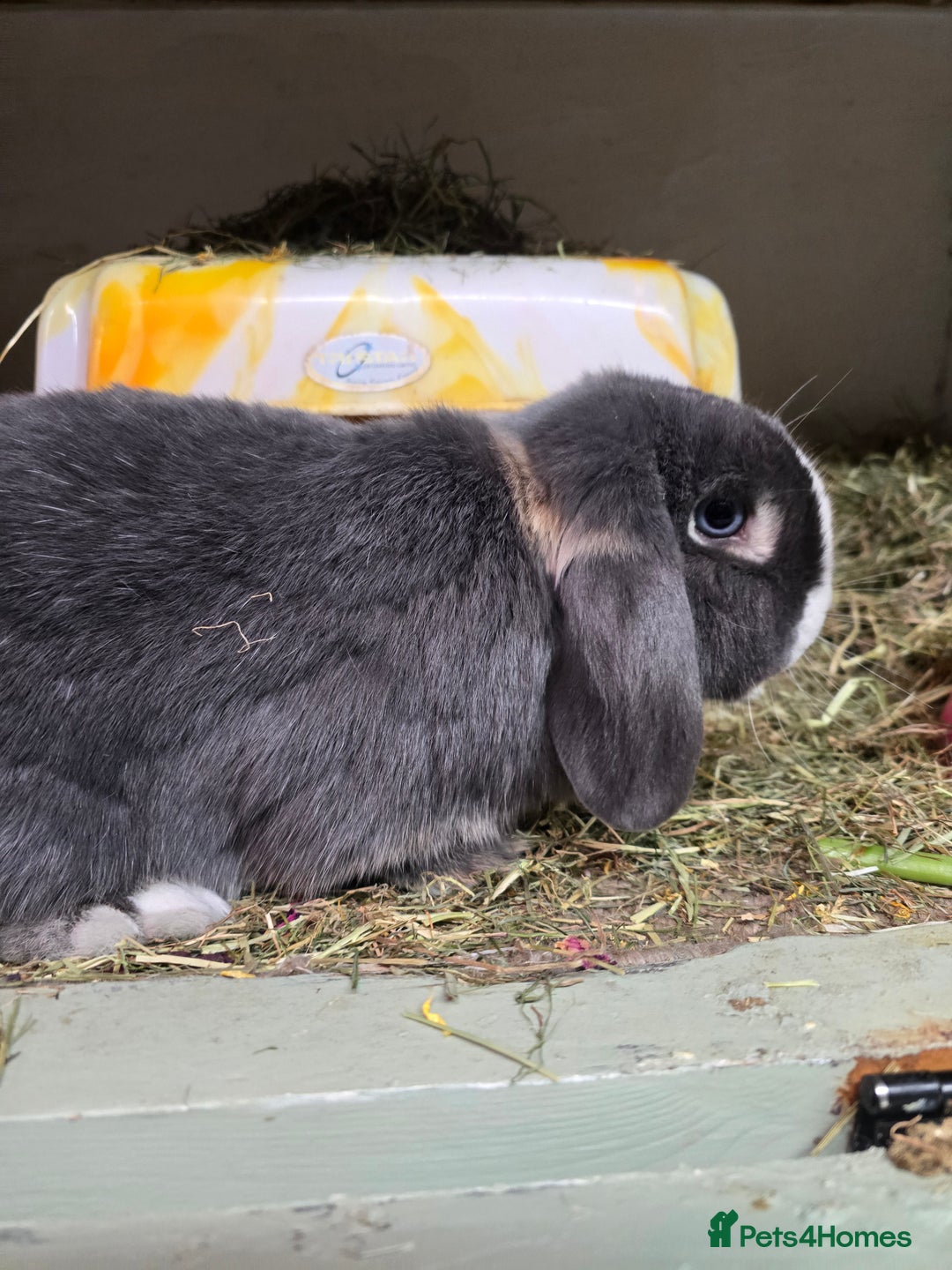 Mixed Breed rabbits for sale: Trio 1 male rabbit 2 girls vaccinated Neutered - Advert 6