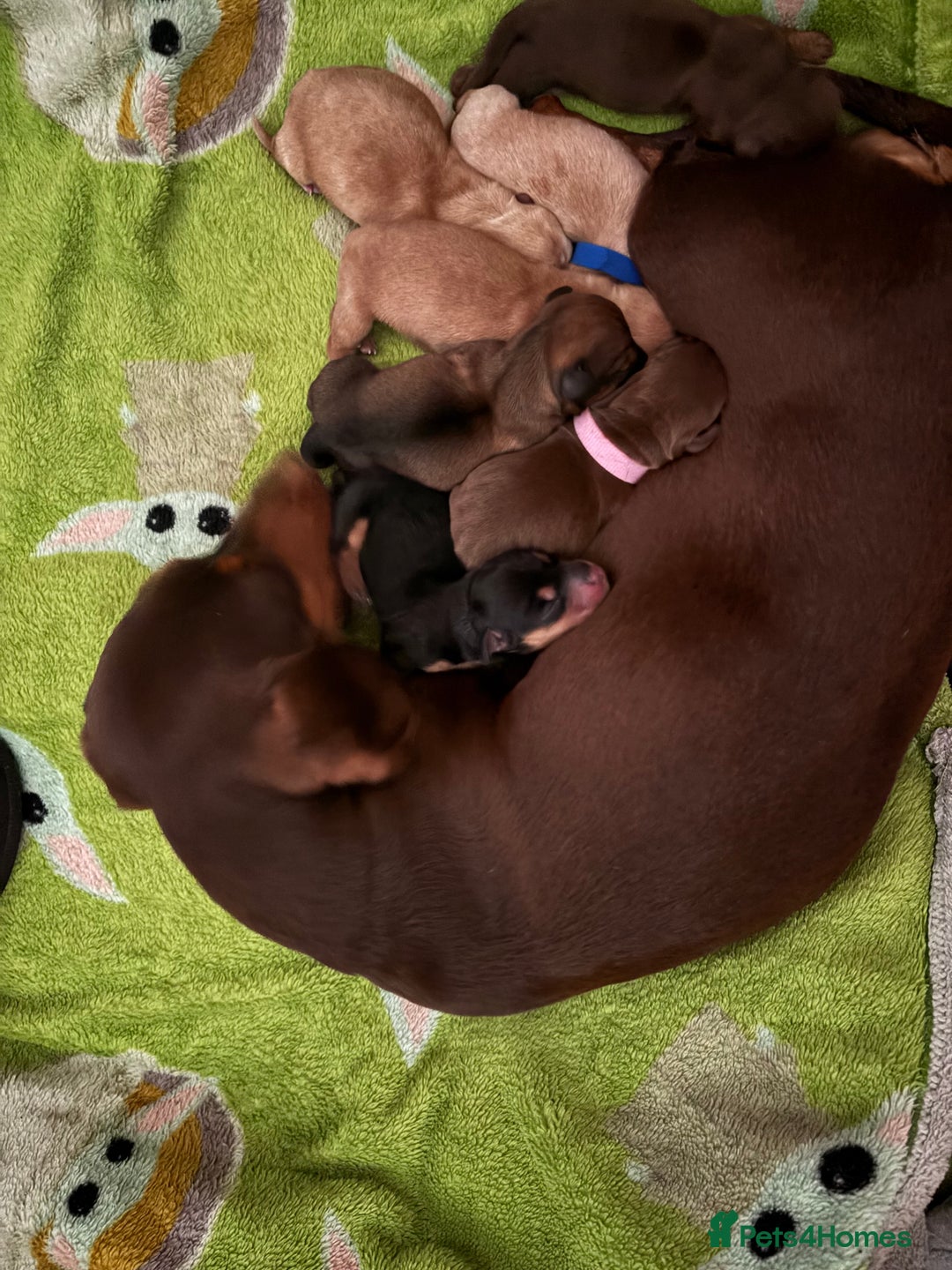 Miniature Dachshund dogs for sale: Miniature Dachshund puppies  - Advert 1