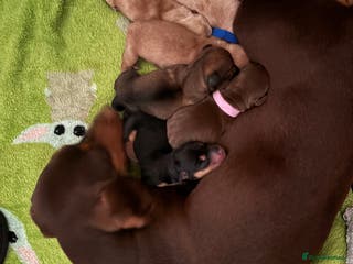 Miniature Dachshund dogs Miniature Dachshund puppies - Advert 1