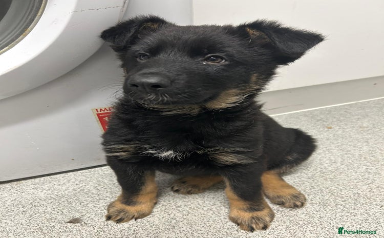 German Shepherd dogs Adorable 7-Week-Old Puppy Look Her Forever Home! - Advert 3