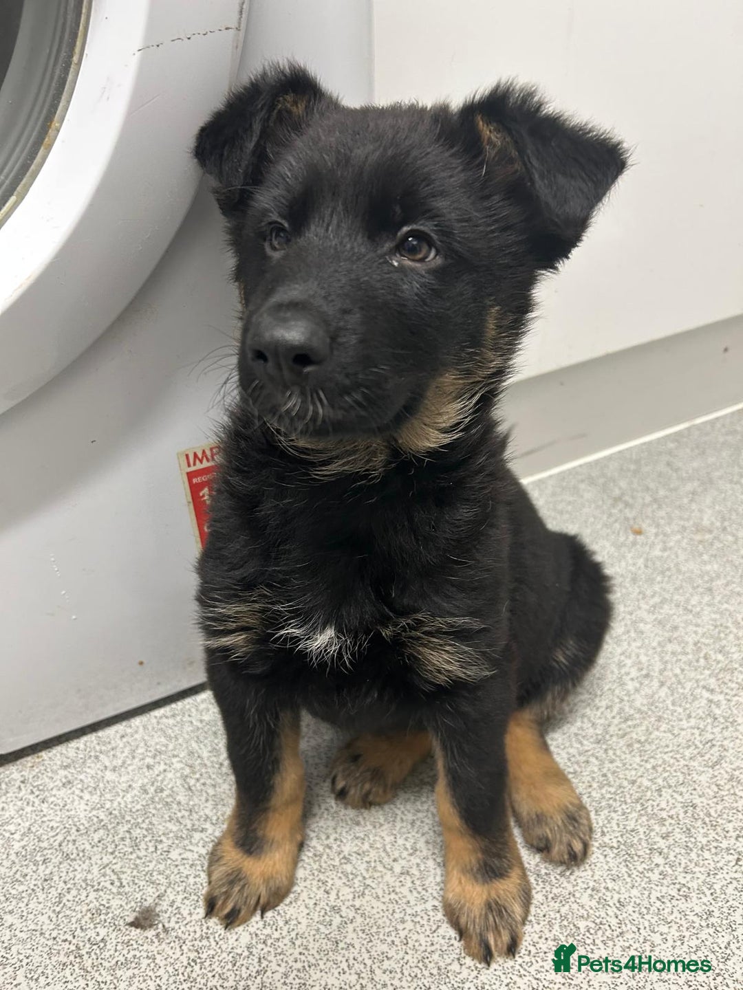 German Shepherd dogs for sale: Adorable Puppy is ready to be rehomed! - Advert 1