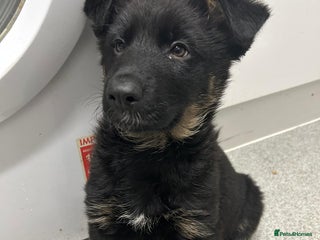 German Shepherd dogs Adorable 7-Week-Old Puppy Look Her Forever Home! - Advert 2