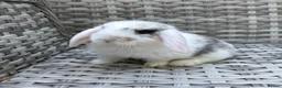 Mini Lop rabbits for sale: Pure bred mini lops - Advert 16