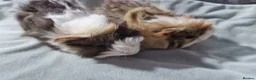 Guinea Pig rodents for sale: Abyssinian Brothers - Advert 3