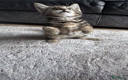 Mixed Breed cats for sale: Lovely girl kittens  - Image 6