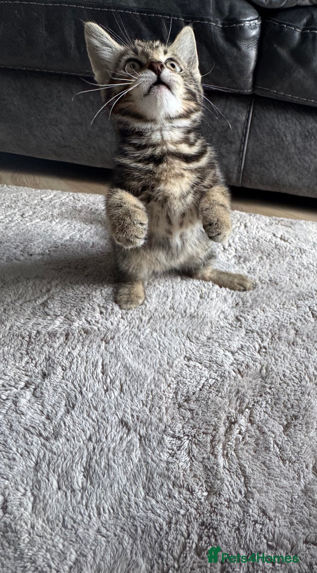 Mixed Breed cats for sale: Lovely girl kittens  - Image 6
