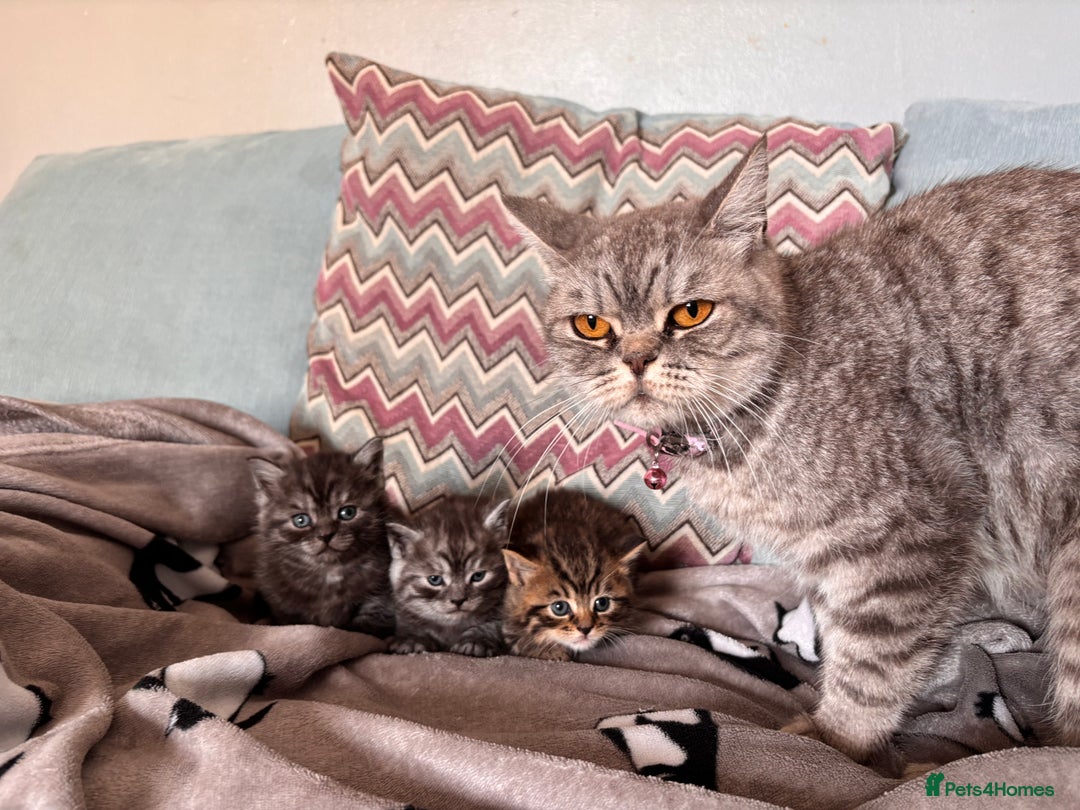 British Shorthair cats for sale: British shorthair kittens ready to leave now!! - Image 11