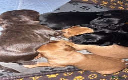 Cockerdor dogs for sale: Cockerdors  - Advert 11